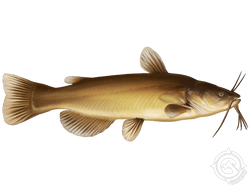 Black Bullhead