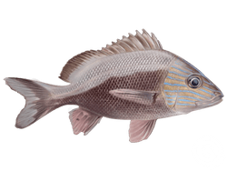 White Grunt