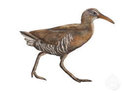 Clapper Rail