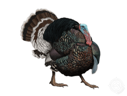 Merriam's Turkey