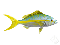 Yellowfin