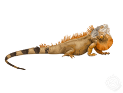Iguana