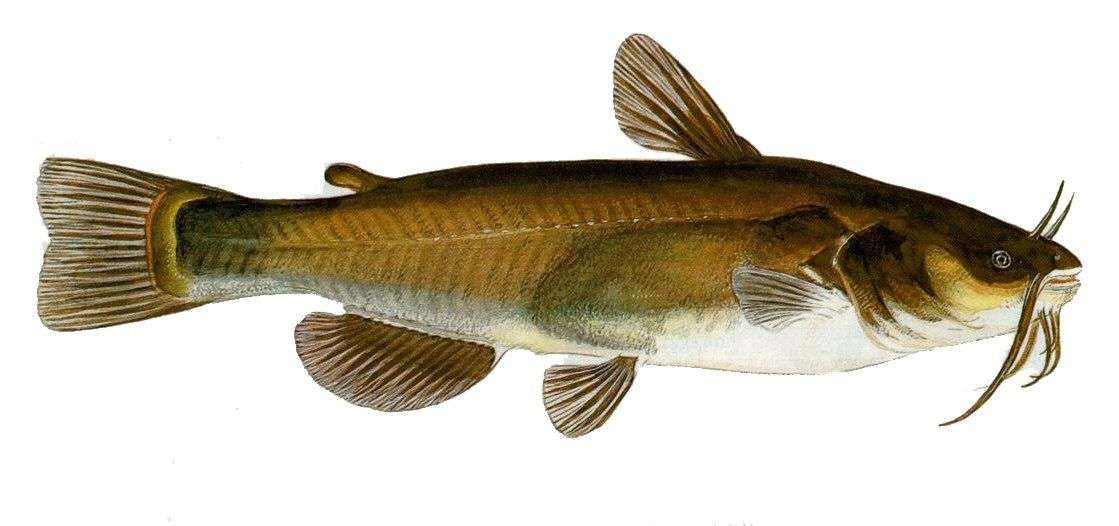 Black Bullhead